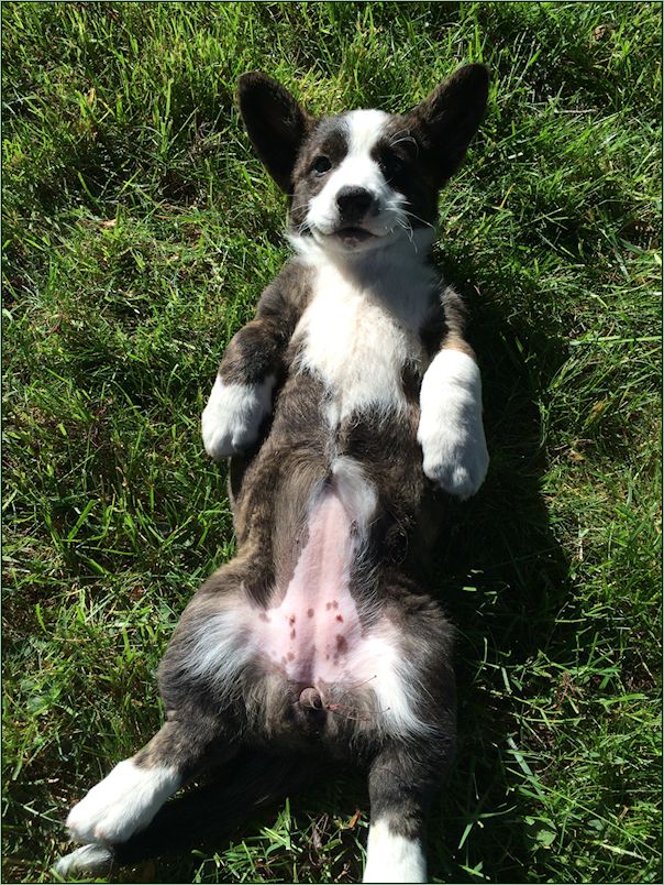 Puppies